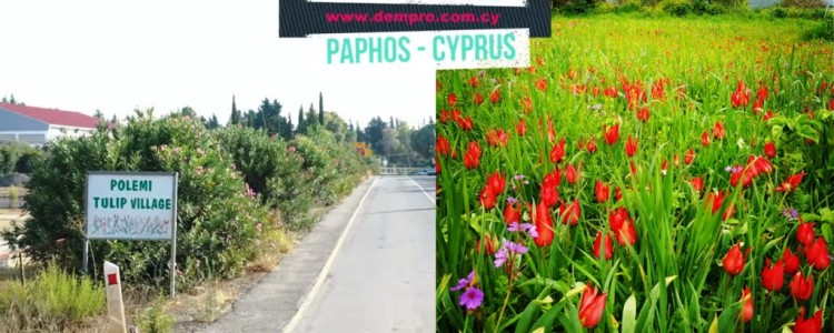 Polemi Village in Paphos, Cyprus